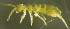  (Agrenia - Nordcoll-273)  @11 [ ] CreativeCommons - Attribution Non-Commercial Share-Alike (2015) Arne Fjellberg Arne Fjellberg Entomological Research