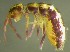  (Isotomurus plumosus - Nordcoll-306)  @12 [ ] CreativeCommons - Attribution Non-Commercial Share-Alike (2015) Arne Fjellberg Arne Fjellberg Entomological Research
