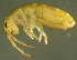  (Isotomurus unifasciatus - Nordcoll-313)  @13 [ ] CreativeCommons - Attribution Non-Commercial Share-Alike (2015) Arne Fjellberg Arne Fjellberg Entomological Research