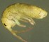  ( - Nordcoll-314)  @12 [ ] CreativeCommons - Attribution Non-Commercial Share-Alike (2015) Arne Fjellberg Arne Fjellberg Entomological Research