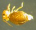  ( - Nordcoll-318)  @12 [ ] CreativeCommons - Attribution Non-Commercial Share-Alike (2015) Arne Fjellberg Arne Fjellberg Entomological Research