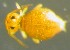  ( - Nordcoll-320)  @11 [ ] CreativeCommons - Attribution Non-Commercial Share-Alike (2015) Arne Fjellberg Arne Fjellberg Entomological Research