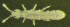  ( - Nordcoll-340)  @11 [ ] CreativeCommons - Attribution Non-Commercial Share-Alike (2015) Arne Fjellberg Arne Fjellberg Entomological Research