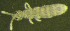  ( - Nordcoll-341)  @11 [ ] CreativeCommons - Attribution Non-Commercial Share-Alike (2015) Arne Fjellberg Arne Fjellberg Entomological Research