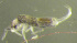  (Lepidocyrtus pallidus - Nordcoll-349)  @12 [ ] CreativeCommons - Attribution Non-Commercial Share-Alike (2015) Arne Fjellberg Arne Fjellberg Entomological Research