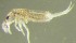  ( - Nordcoll-350)  @12 [ ] CreativeCommons - Attribution Non-Commercial Share-Alike (2015) Arne Fjellberg Arne Fjellberg Entomological Research