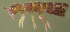  (Desoria neglecta - Nordcoll-359)  @12 [ ] CreativeCommons - Attribution Non-Commercial Share-Alike (2015) Arne Fjellberg Arne Fjellberg Entomological Research