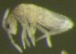  (Lepidocyrtus weidneri - Nordcoll-379)  @12 [ ] CreativeCommons - Attribution Non-Commercial Share-Alike (2015) Arne Fjellberg Arne Fjellberg Entomological Research