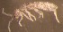  (Skadisotoma - Nordcoll-479)  @11 [ ] CreativeCommons - Attribution Non-Commercial Share-Alike (2015) Arne Fjellberg Arne Fjellberg Entomological Research