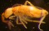  ( - Nordcoll-484)  @11 [ ] CreativeCommons - Attribution Non-Commercial Share-Alike (2015) Arne Fjellberg Arne Fjellberg Entomological Research