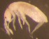  ( - Nordcoll-495)  @11 [ ] CreativeCommons - Attribution Non-Commercial Share-Alike (2015) Arne Fjellberg Arne Fjellberg Entomological Research