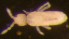  ( - Nordcoll-496)  @11 [ ] CreativeCommons - Attribution Non-Commercial Share-Alike (2015) Arne Fjellberg Arne Fjellberg Entomological Research