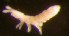  ( - Nordcoll-502)  @11 [ ] CreativeCommons - Attribution Non-Commercial Share-Alike (2015) Arne Fjellberg Arne Fjellberg Entomological Research