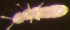  ( - Nordcoll-516)  @11 [ ] CreativeCommons - Attribution Non-Commercial Share-Alike (2015) Arne Fjellberg Arne Fjellberg Entomological Research