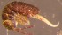  ( - Nordcoll-526)  @12 [ ] CreativeCommons - Attribution Non-Commercial Share-Alike (2015) Arne Fjellberg Arne Fjellberg Entomological Research