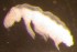  ( - Nordcoll-556)  @11 [ ] CreativeCommons - Attribution Non-Commercial Share-Alike (2015) Arne Fjellberg Arne Fjellberg Entomological Research