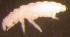  ( - Nordcoll-557)  @11 [ ] CreativeCommons - Attribution Non-Commercial Share-Alike (2015) Arne Fjellberg Arne Fjellberg Entomological Research