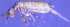  ( - Norcoll-002)  @13 [ ] CreativeCommons - Attribution Share-Alike (2014) Arne Fjellberg Arne Fjellberg Entomological Research