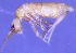  ( - Norcoll-004)  @12 [ ] CreativeCommons - Attribution Share-Alike (2014) Arne Fjellberg Arne Fjellberg Entomological Research