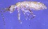  ( - Norcoll-005)  @12 [ ] CreativeCommons - Attribution Share-Alike (2014) Arne Fjellberg Arne Fjellberg Entomological Research