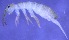  ( - Norcoll-019)  @12 [ ] CreativeCommons - Attribution Share-Alike (2014) Arne Fjellberg Arne Fjellberg Entomological Research