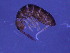  ( - Norcoll-086)  @12 [ ] CreativeCommons - Attribution Share-Alike (2014) Arne Fjellberg Arne Fjellberg Entomological Research