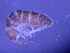 ( - Norcoll-088)  @12 [ ] CreativeCommons - Attribution Share-Alike (2014) Arne Fjellberg Arne Fjellberg Entomological Research