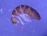  (Desoria - Norcoll-089)  @14 [ ] CreativeCommons - Attribution Share-Alike (2014) Arne Fjellberg Arne Fjellberg Entomological Research