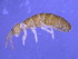  ( - Norcoll-090)  @12 [ ] CreativeCommons - Attribution Share-Alike (2014) Arne Fjellberg Arne Fjellberg Entomological Research