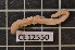  ( - CE12550)  @11 [ ] CreativeCommons - Attribution Non-Commercial Share-Alike (2011) Department of Zoology, University of Gothenburg Department of Zoology, University of Gothenburg