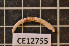  (Aporrectodea sp - CE12755)  @11 [ ] CreativeCommons - Attribution Non-Commercial Share-Alike (2011) Department of Zoology, University of Gothenburg Department of Zoology, University of Gothenburg