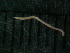  ( - NemBar1149)  @11 [ ] CreativeCommons - Attribution Share-Alike (2014) M Strand Swedish species information centre