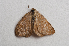  ( - NORIN_153_2013)  @12 [ ] CreativeCommons - Attribution Non-Commercial Share-Alike (2013) Unspecified Bioforsk