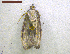  ( - NORIN_300_2013)  @12 [ ] CreativeCommons - Attribution Non-Commercial Share-Alike (2013) Unspecified Bioforsk