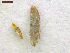  ( - NORIN_336_2013)  @12 [ ] CreativeCommons - Attribution Non-Commercial Share-Alike (2013) Unspecified Bioforsk