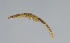  ( - NHMO-DAR-4639)  @12 [ ] CreativeCommons - Attribution Non-Commercial Share-Alike (2015) Arild Johnsen University of Oslo, Natural History Museum