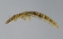  ( - NHMO-DAR-4644)  @12 [ ] CreativeCommons - Attribution Non-Commercial Share-Alike (2015) Arild Johnsen University of Oslo, Natural History Museum