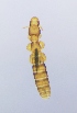  ( - NHMO-DAR-4381)  @13 [ ] CreativeCommons - Attribution Non-Commercial Share-Alike (2015) Arild Johnsen University of Oslo, Natural History Museum