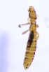  ( - NHMO-DAR-4359)  @12 [ ] CreativeCommons - Attribution Non-Commercial Share-Alike (2015) Arild Johnsen University of Oslo, Natural History Museum