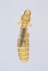  ( - NHMO-DAR-4475)  @12 [ ] CreativeCommons - Attribution Non-Commercial Share-Alike (2015) Arild Johnsen University of Oslo, Natural History Museum