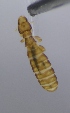  (Lunaceps drosti - NHMO-DAR-4420)  @13 [ ] CreativeCommons - Attribution Non-Commercial Share-Alike (2015) Arild Johnsen University of Oslo, Natural History Museum