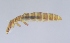  ( - NHMO-DAR-4682)  @12 [ ] CreativeCommons - Attribution Non-Commercial Share-Alike (2015) Arild Johnsen University of Oslo, Natural History Museum