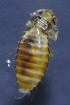  ( - NHMO-DAR-16548)  @11 [ ] by (2021) Unspecified University of Oslo, Natural History Museum