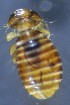  (Austromenopon transversum - NHMO-DAR-16557)  @11 [ ] by (2021) Unspecified University of Oslo, Natural History Museum