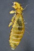  ( - NHMO-DAR-16591)  @11 [ ] by (2021) Unspecified University of Oslo, Natural History Museum