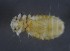  ( - NHMO-DAR-16749)  @11 [ ] by (2022) Unspecified University of Oslo, Natural History Museum
