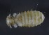  ( - NHMO-DAR-16750)  @11 [ ] by (2022) Unspecified University of Oslo, Natural History Museum