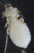  ( - NHMO-ENT-292328)  @11 [ ] CreativeCommons - Attribution Non-Commercial Share-Alike (2018) Unspecified University of Oslo, Natural History Museum