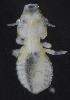  ( - NHMO-ENT-292358)  @11 [ ] CreativeCommons - Attribution Non-Commercial Share-Alike (2018) Unspecified University of Oslo, Natural History Museum