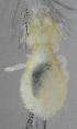  ( - NHMO-ENT-292329)  @11 [ ] CreativeCommons - Attribution Non-Commercial Share-Alike (2018) Unspecified University of Oslo, Natural History Museum
